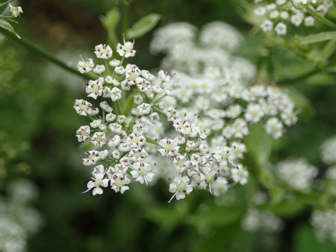 PA260149.JPG