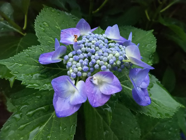 三沢川の紫陽花7.JPG