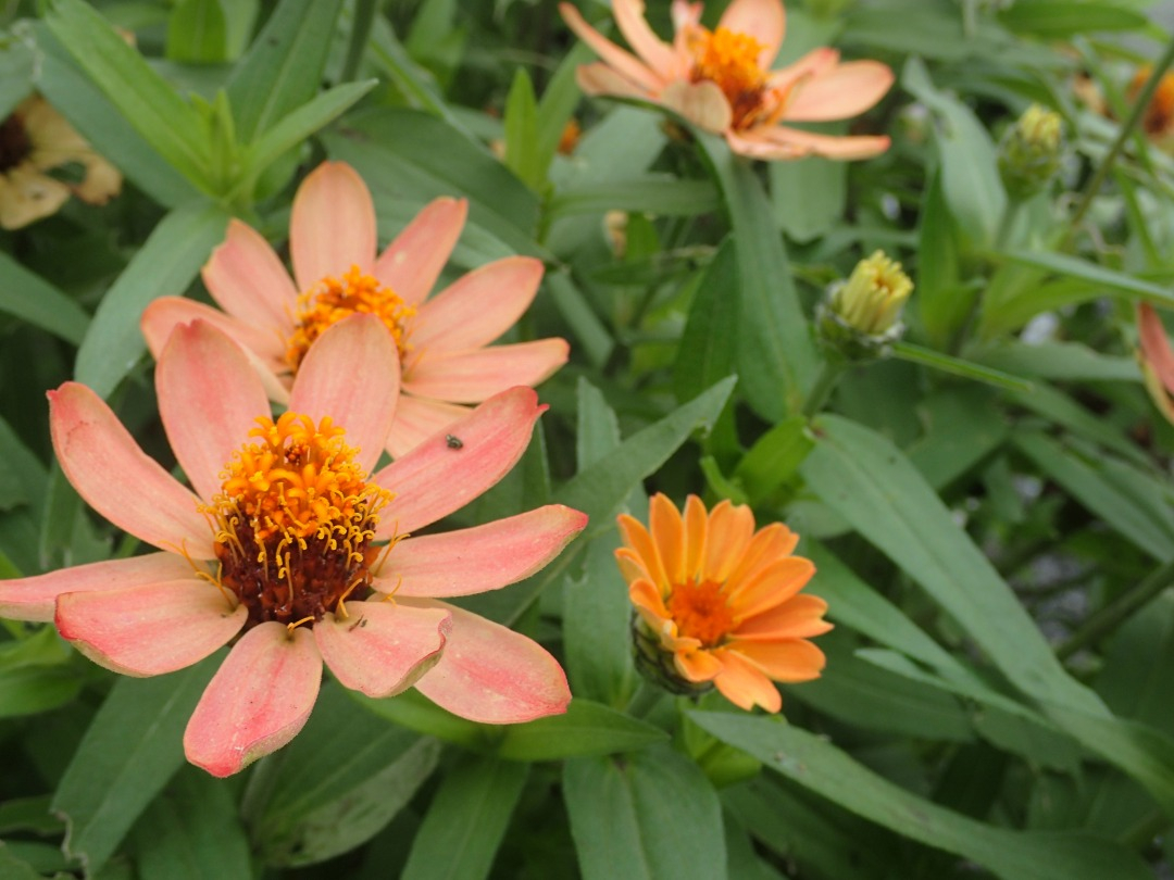 PA050377.JPG