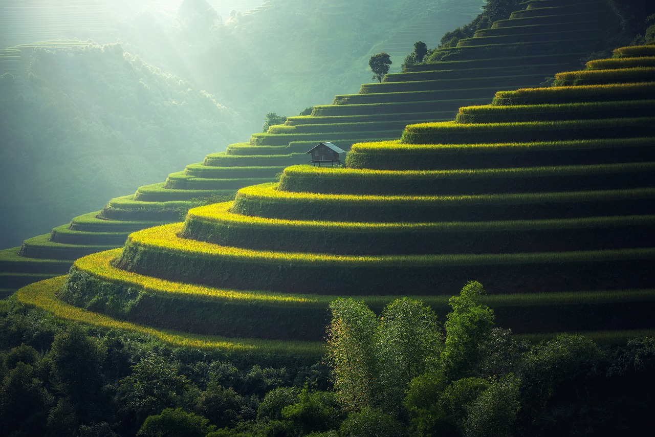 rice-plantation-1822444_1280.jpg