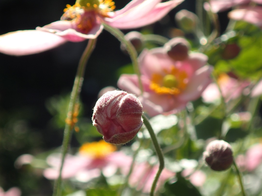 PA100384.JPG