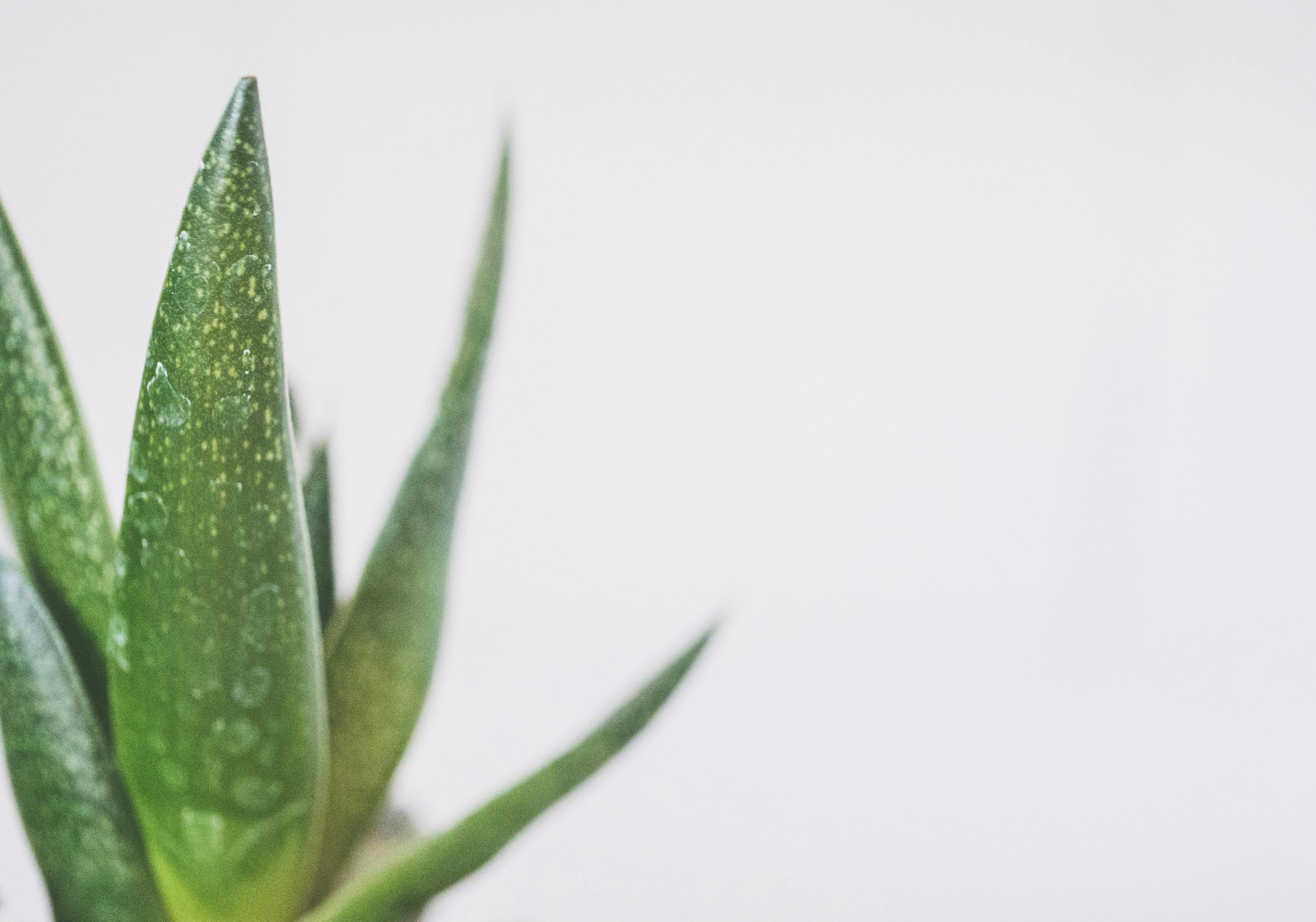 pexels-thepaintedsquare-2239673-2.jpg