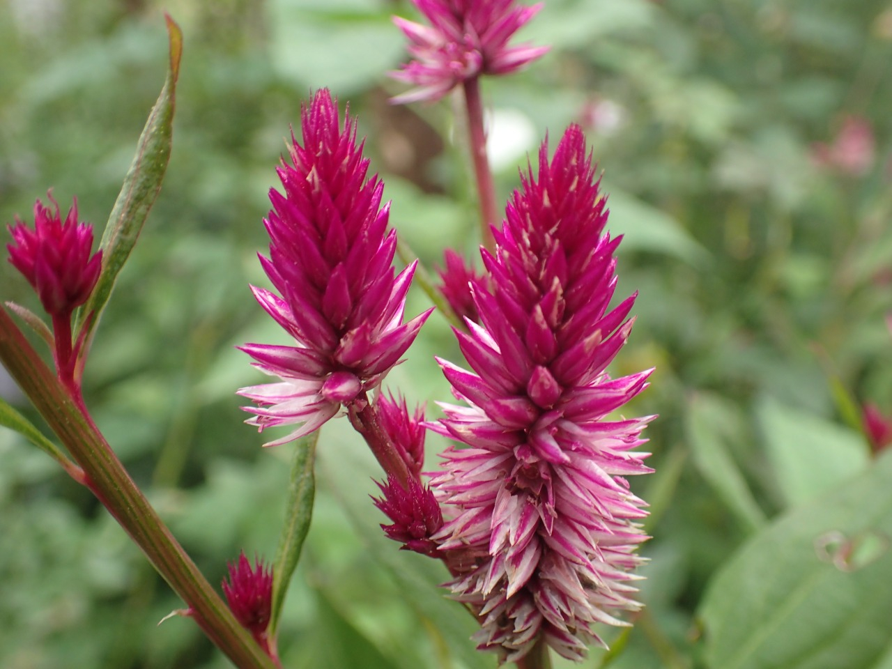 PA260128.JPG