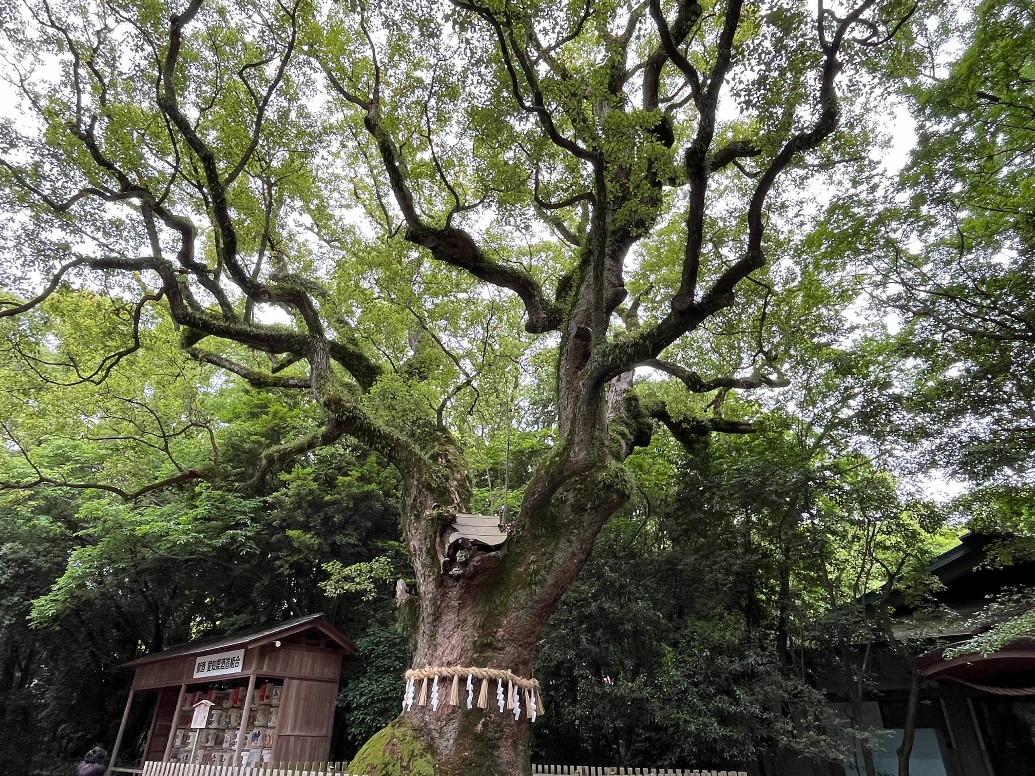 楠の木（熱田神宮）.jpeg