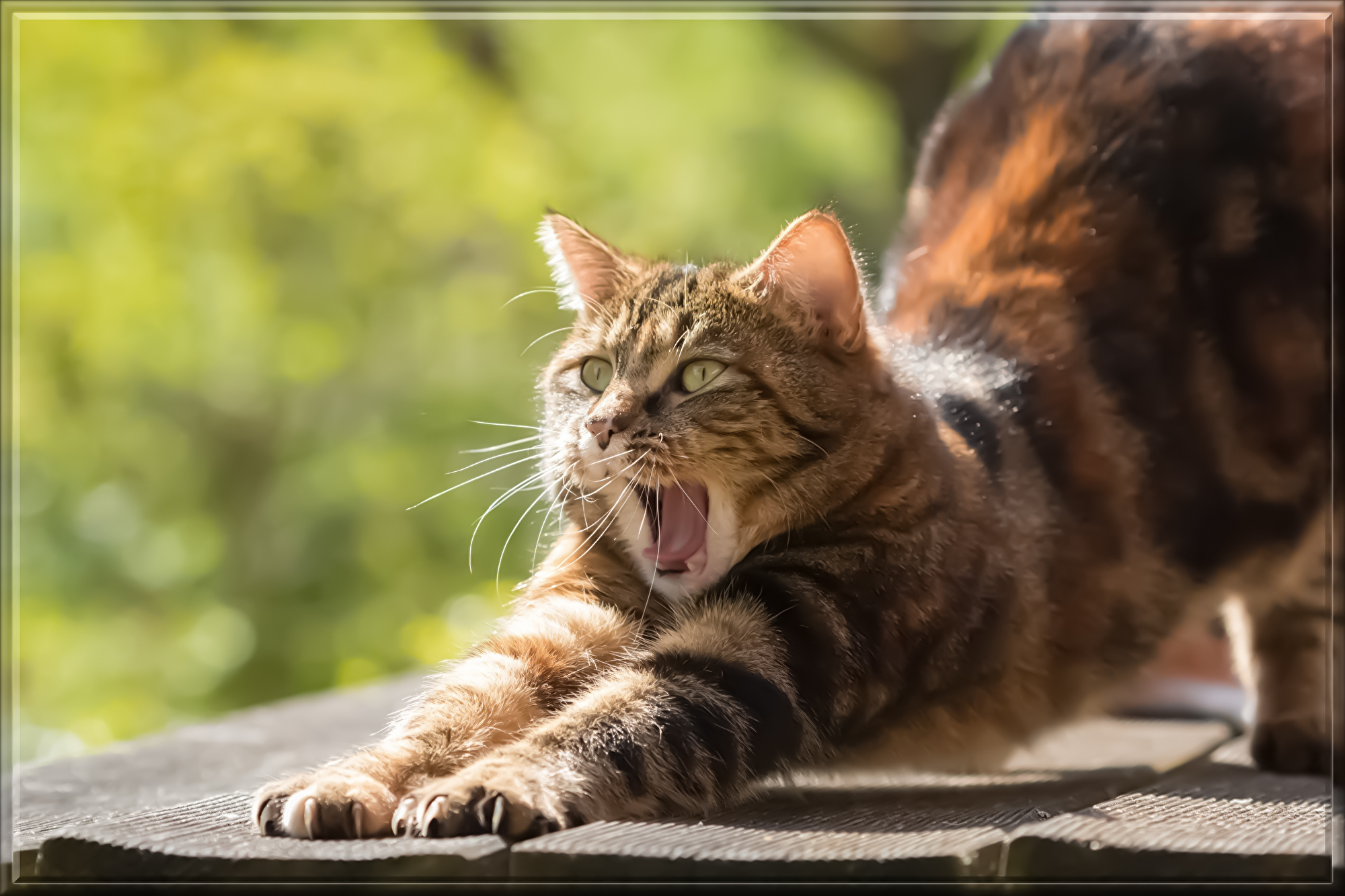 cat-814952.jpg