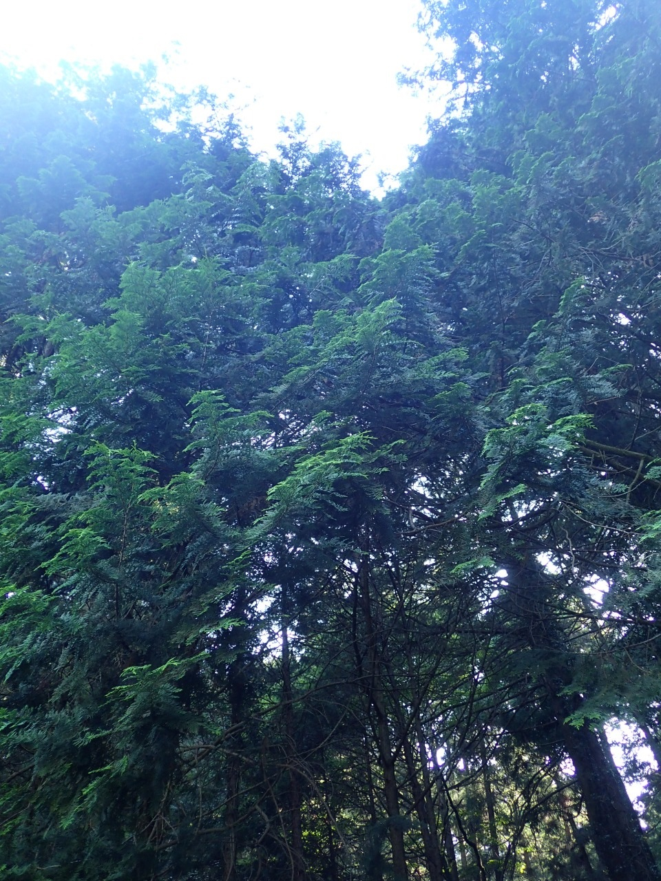 P6171822.JPG