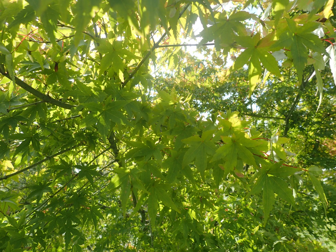 P7220316.JPG