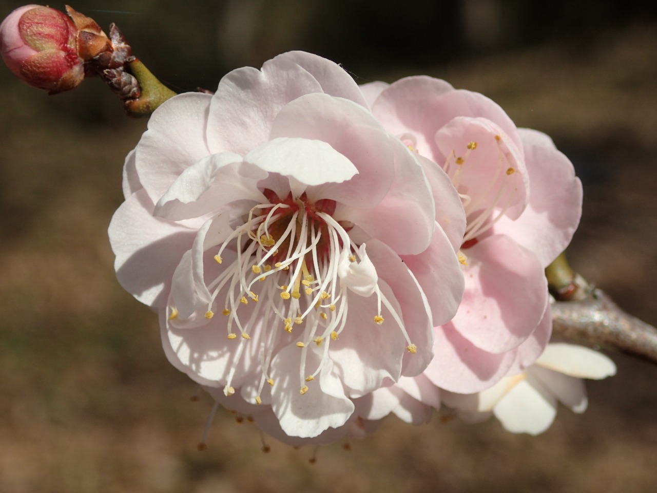 P2030123.JPG