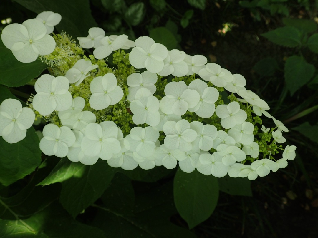 P5310492.JPG