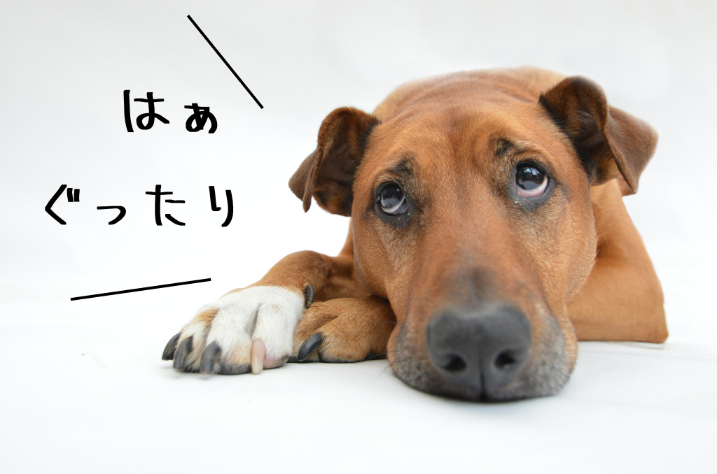ぐったり犬.png