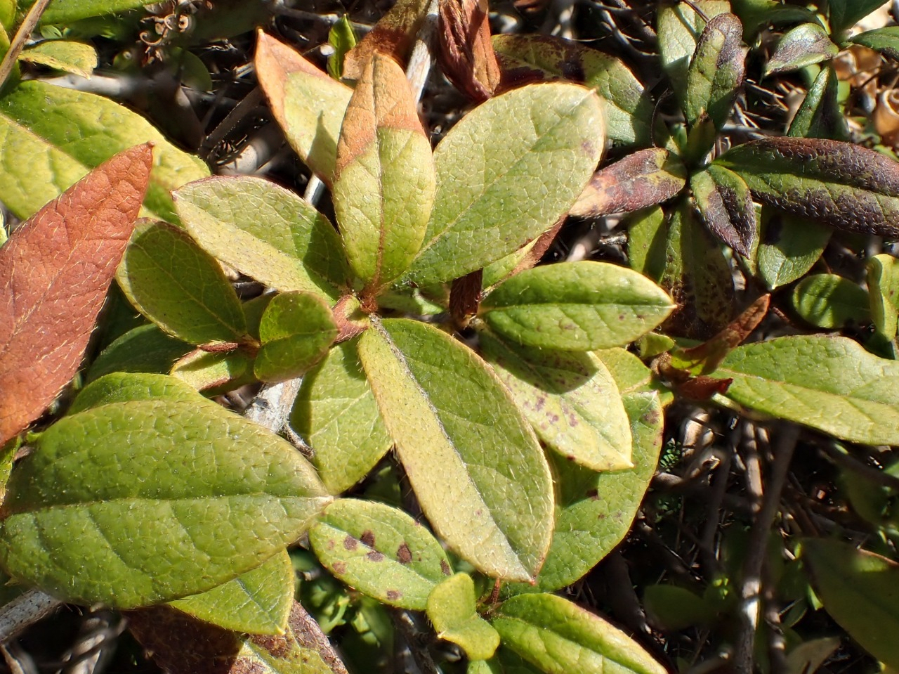 P2120047.JPG