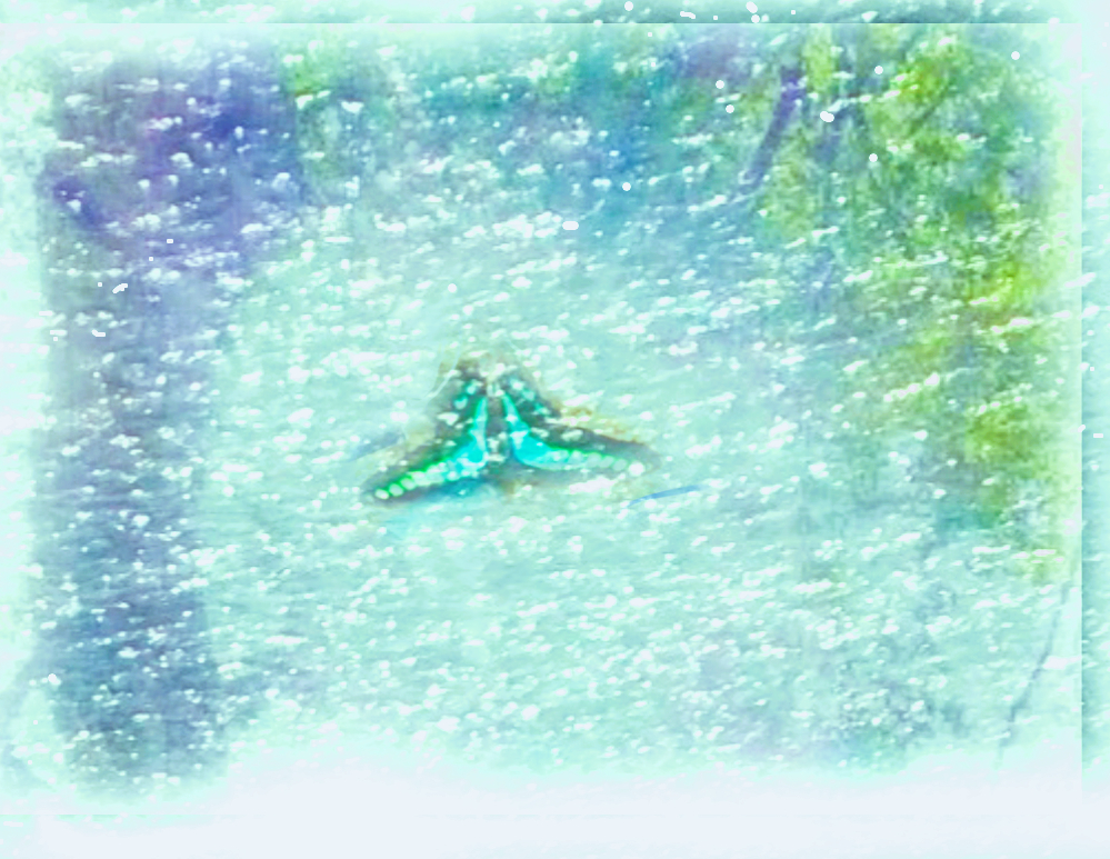 midorivv.png