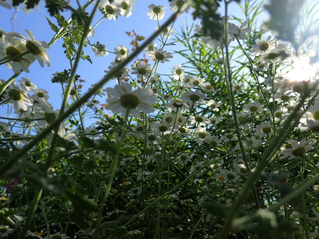 P5310337.JPG