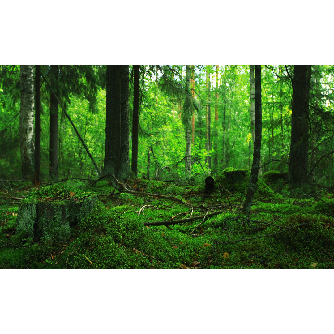 ココナラ ブログ用 (2).png