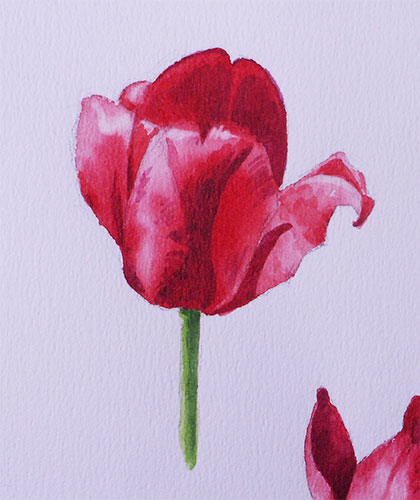 赤チューリップデジカメ.jpg