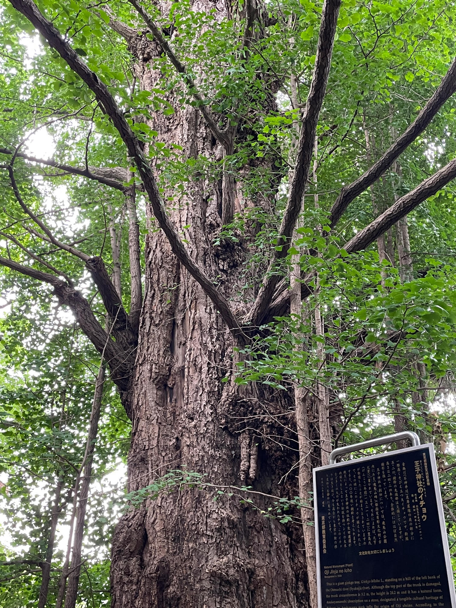 王子神社イチョウ.jpg