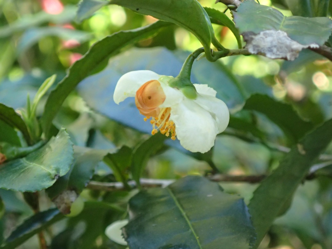 PA100438.JPG