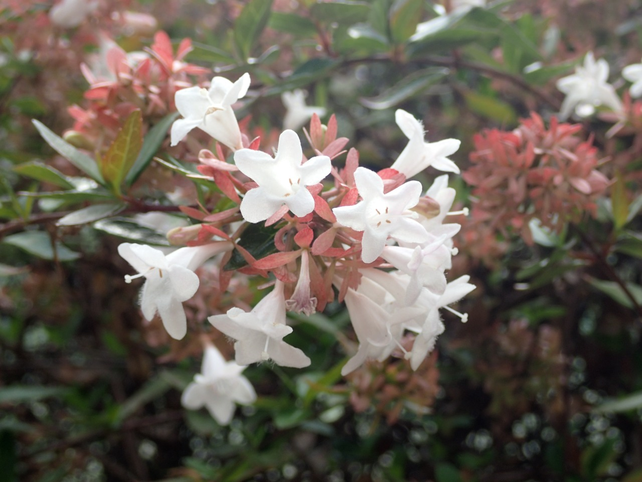 PA290284.JPG