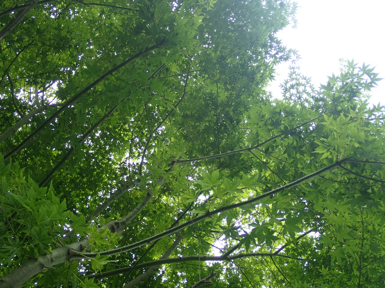 P6100442.JPG
