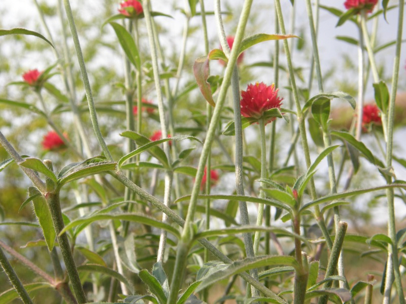PA180659.JPG