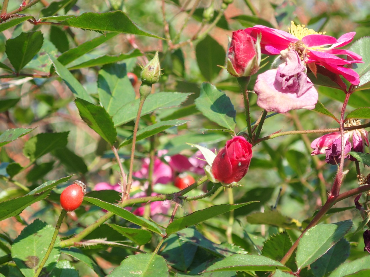 PB160714.JPG