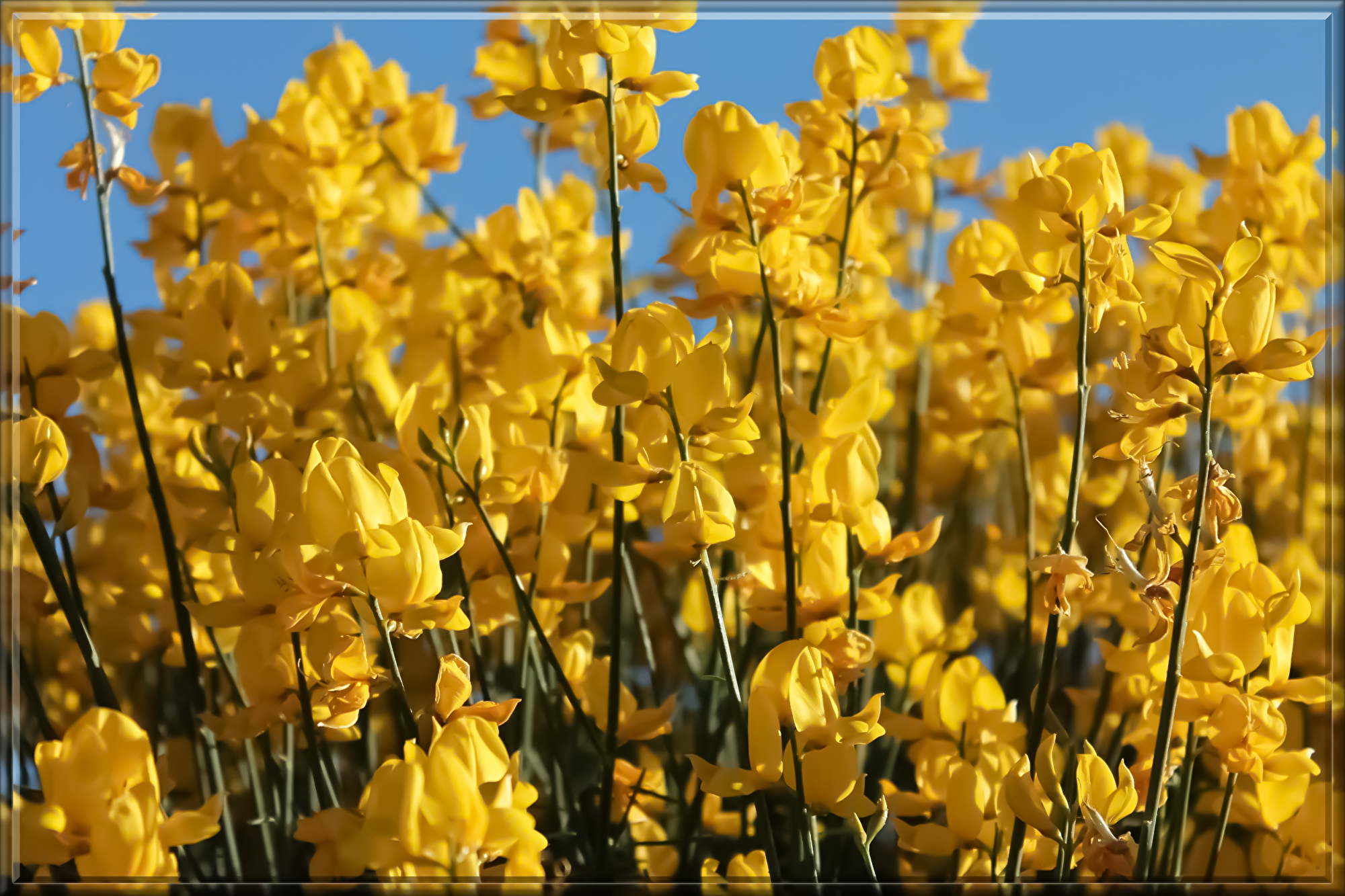 yellow-flowers-1417215.jpg