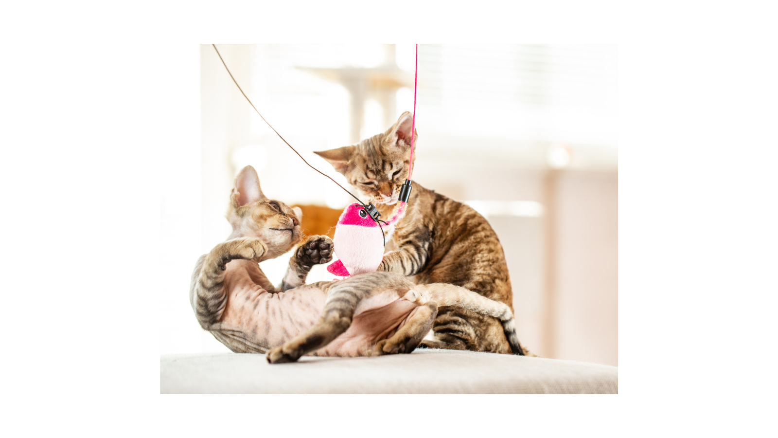 名称未設定のデザイン (43).png