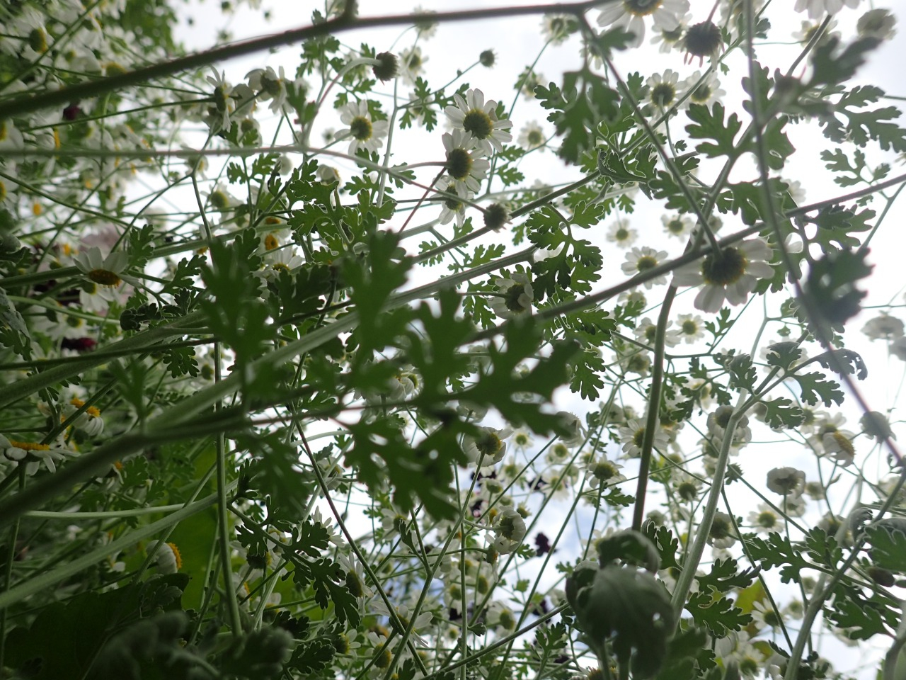 P6010913.JPG
