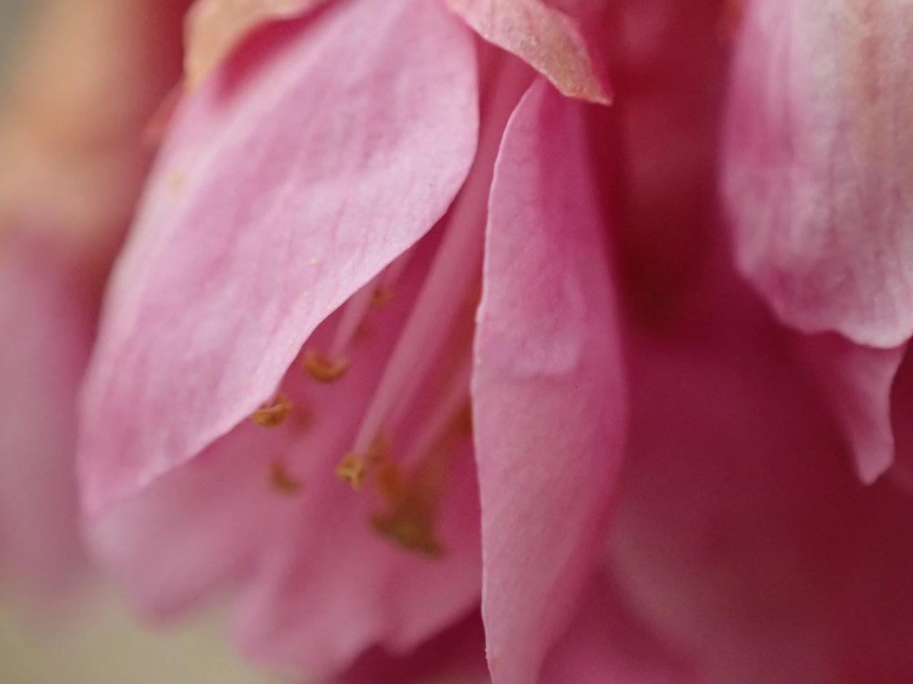 s-P3171660.JPG