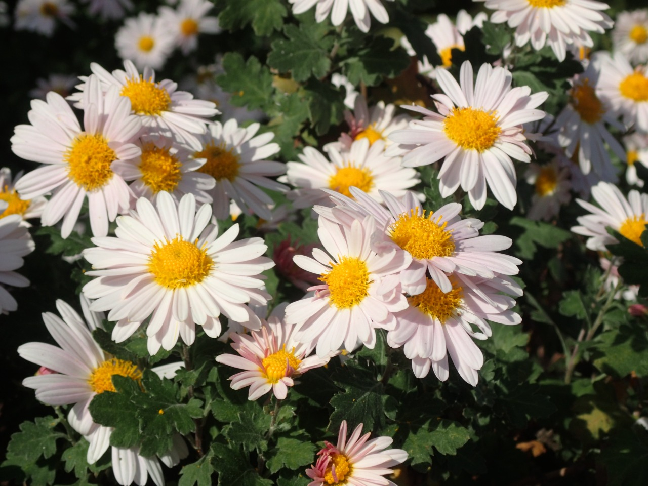 PB160894.JPG