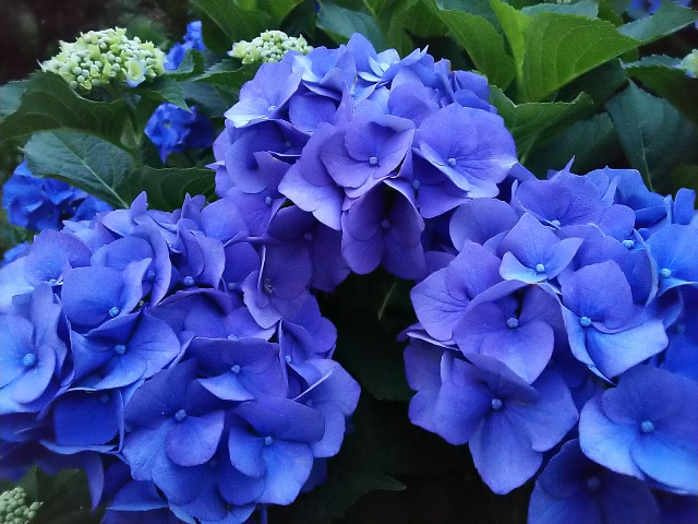 三和の近くの紫陽花５.JPG