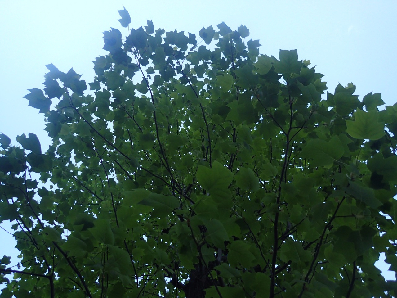 P5010313.JPG
