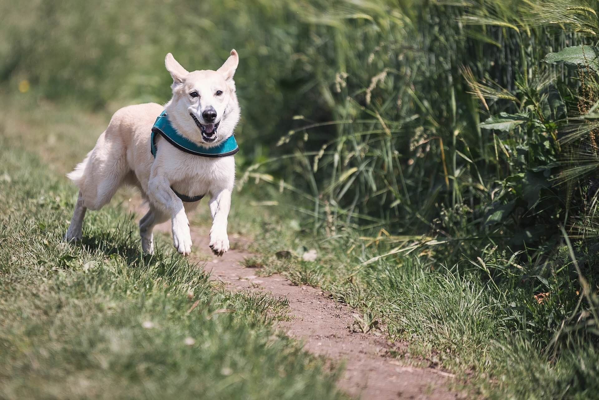 dog-644111_1920.jpg