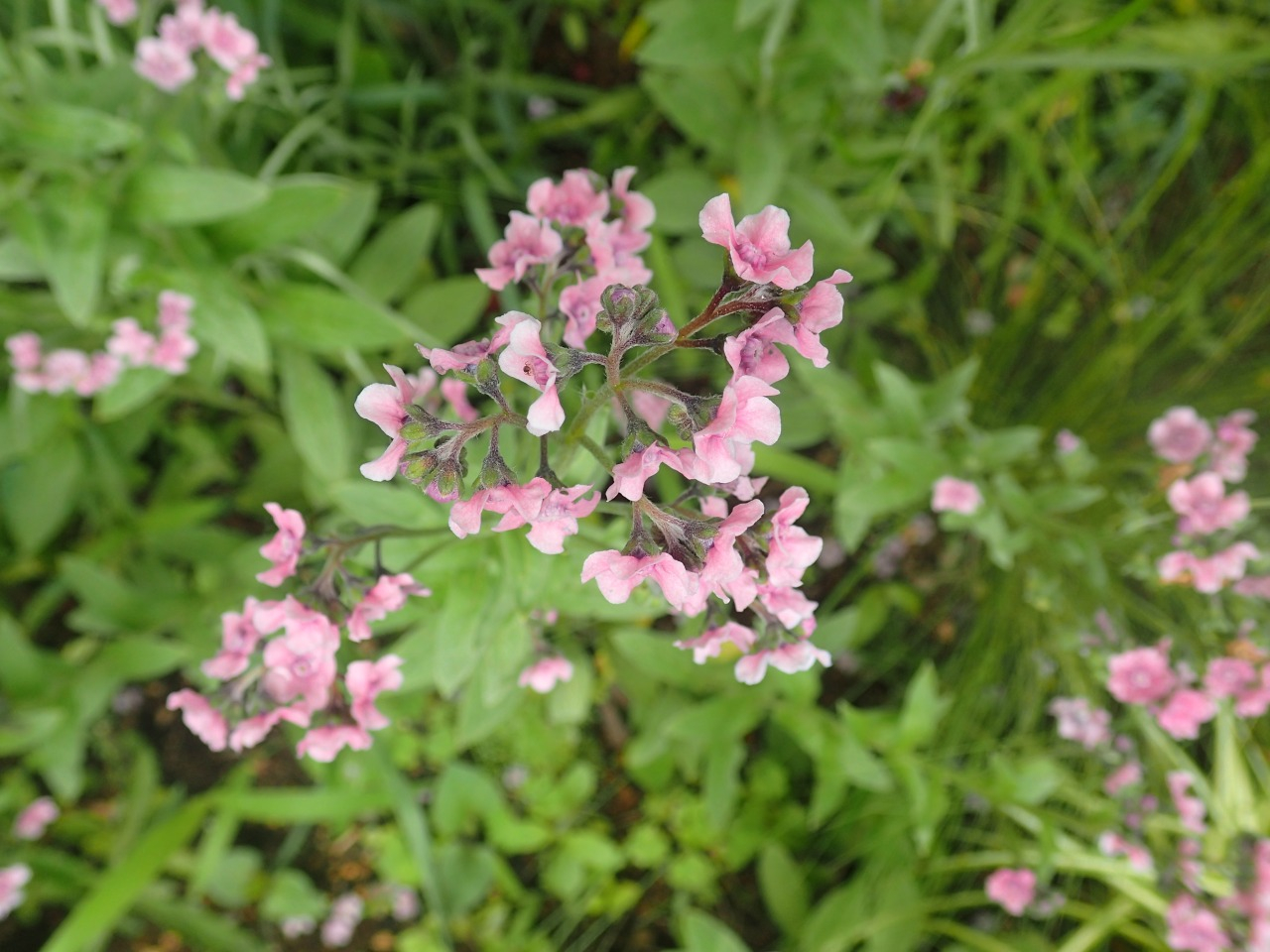P5201459.JPG