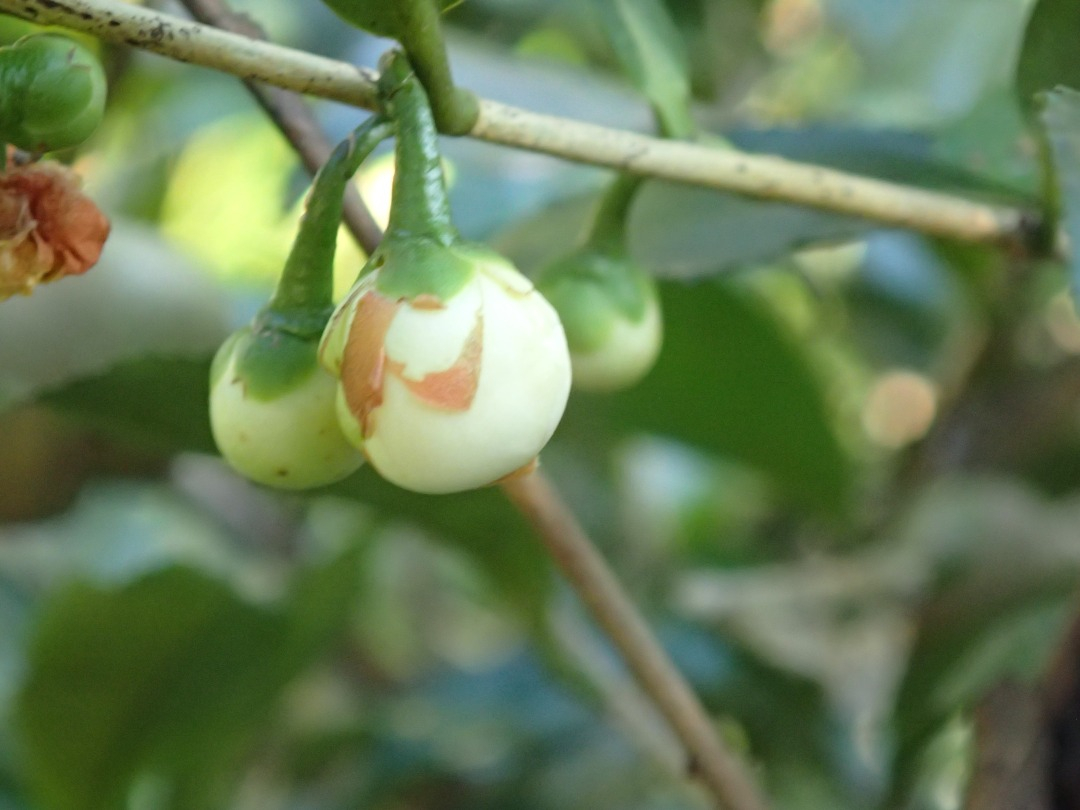 PA100437.JPG