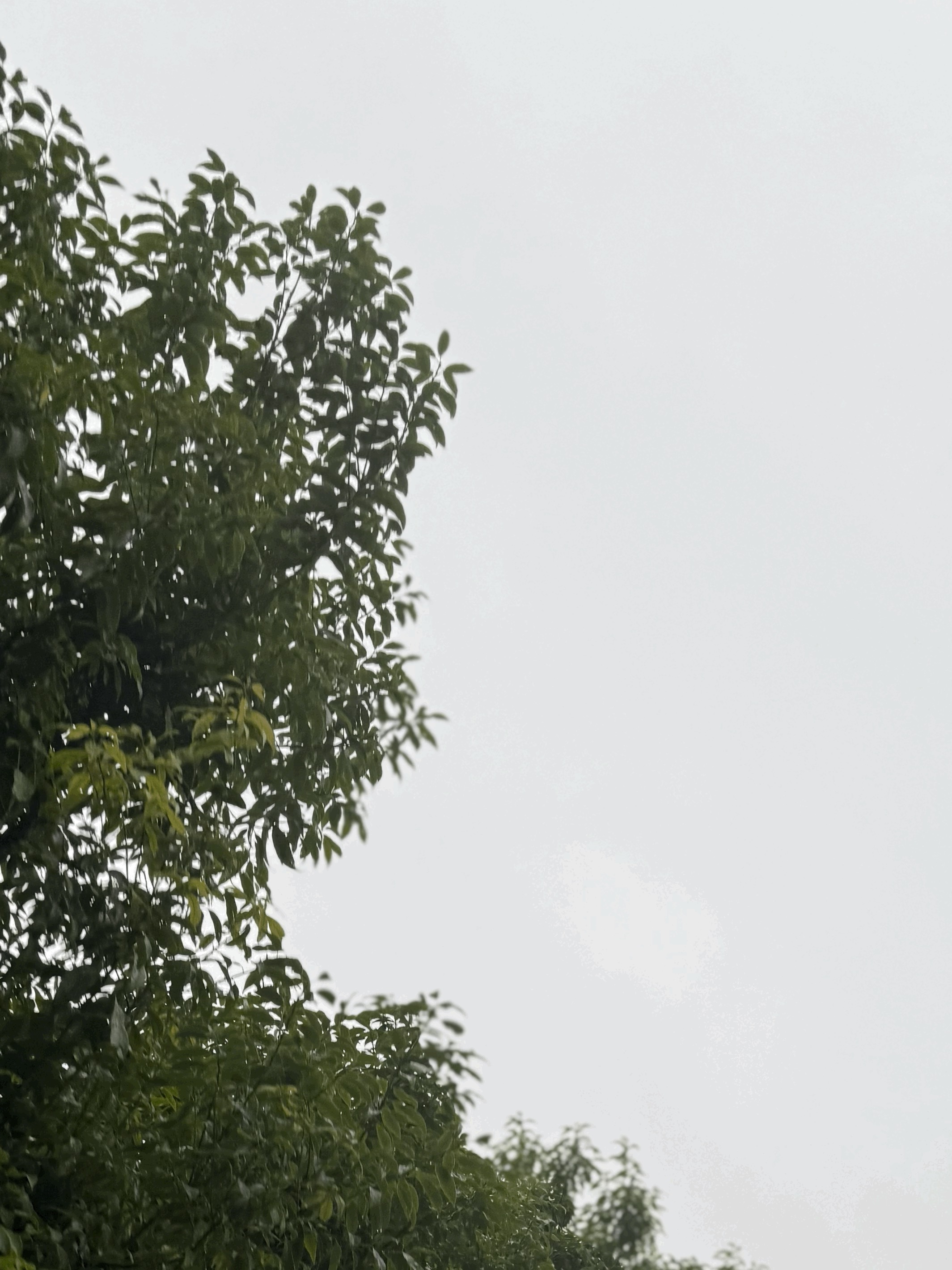 tempImageHcHoX6.gif