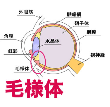 毛様体画像.jpg