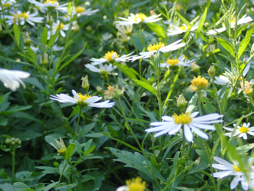 PA100872.JPG