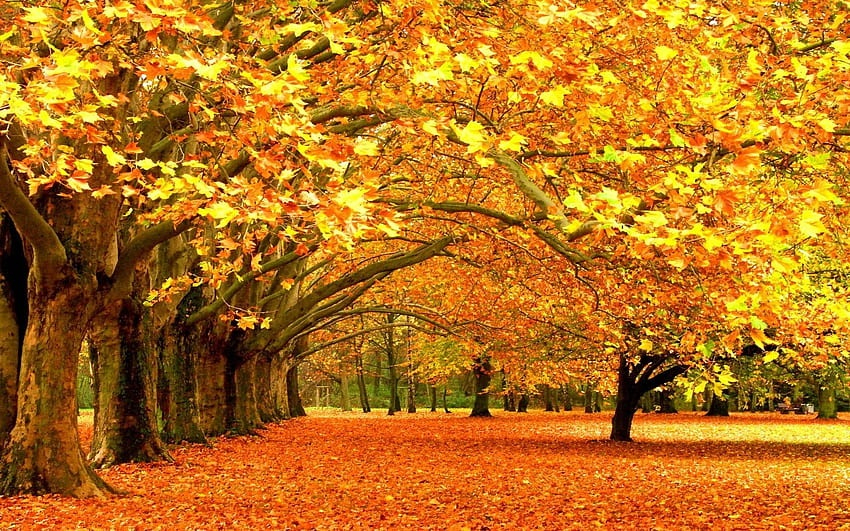 紅葉.jpg