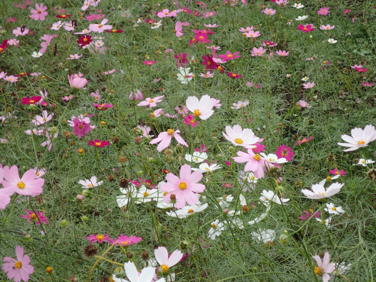 PA261519.JPG