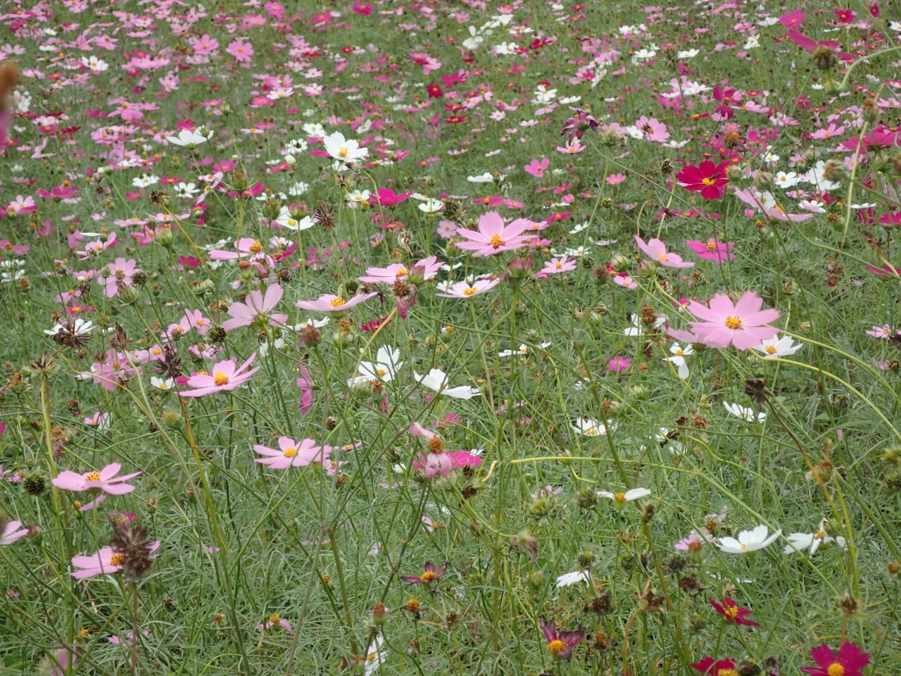 PA261504.JPG