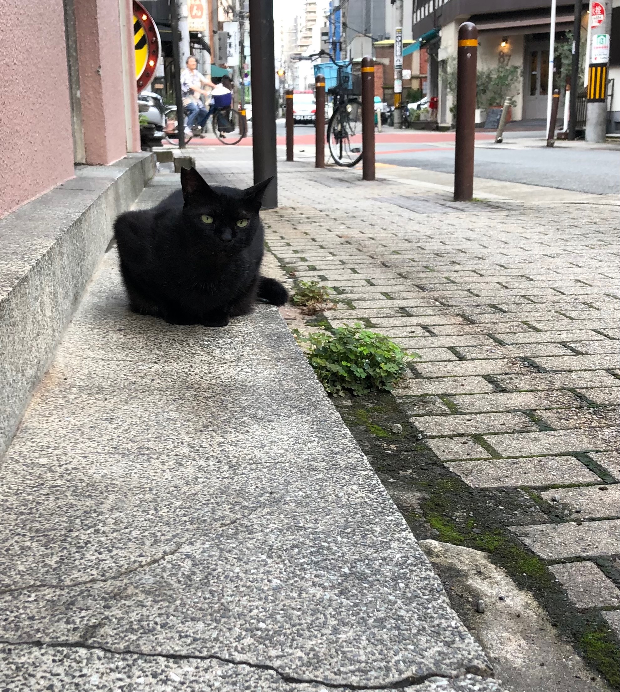 IMG_2112.jpeg
