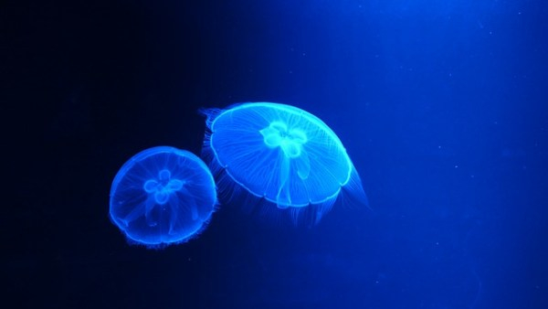 science-3303749_640.jpg