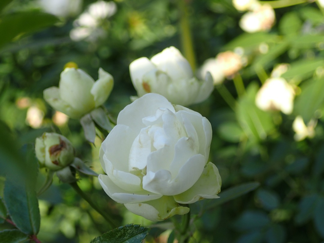 PB160124.JPG