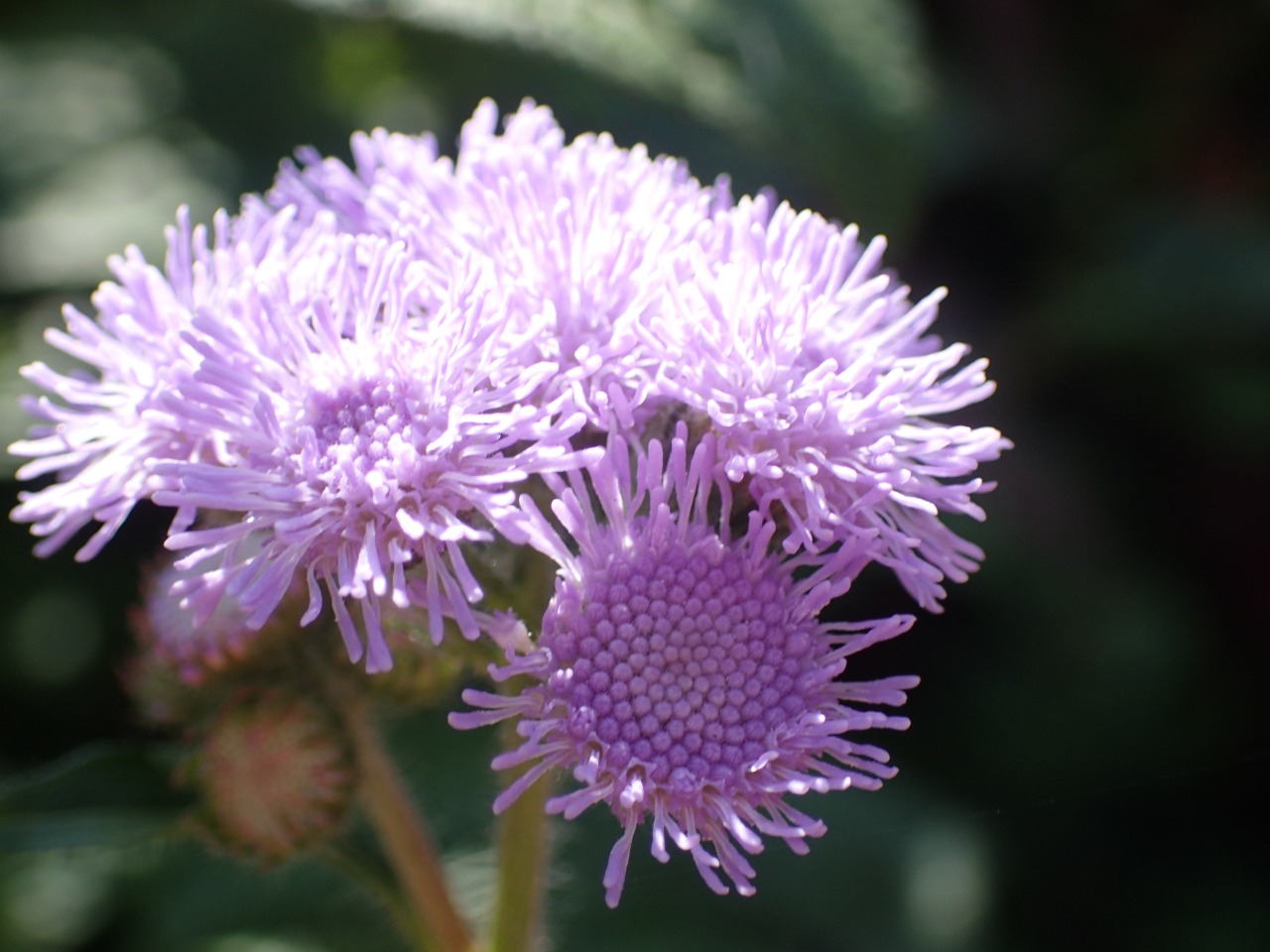 PB160113.JPG