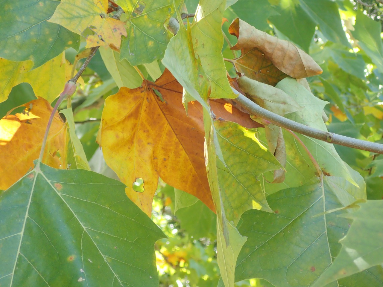 PA220819.JPG