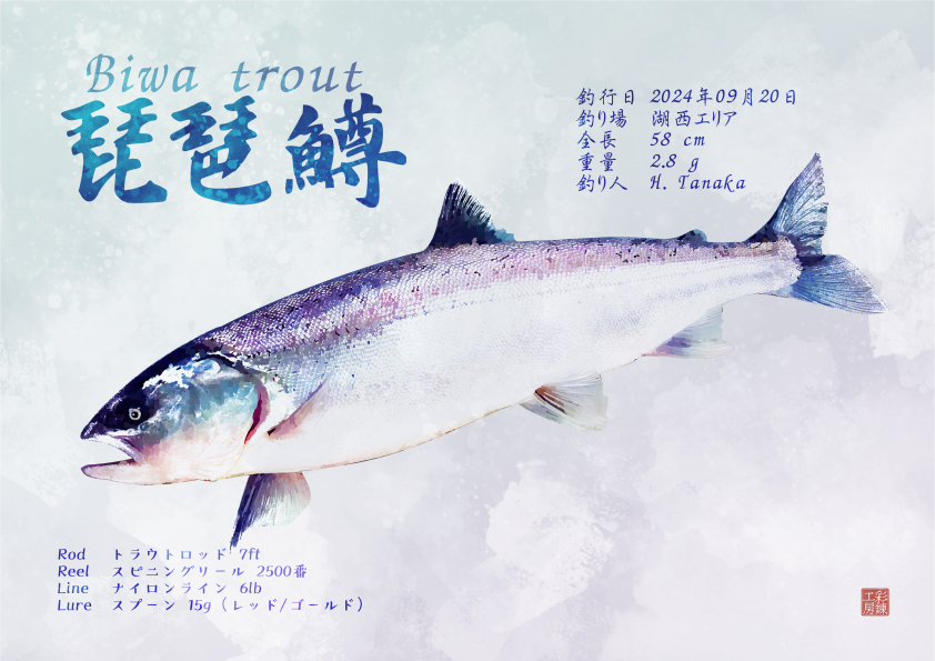 琵琶鱒_カラー.png