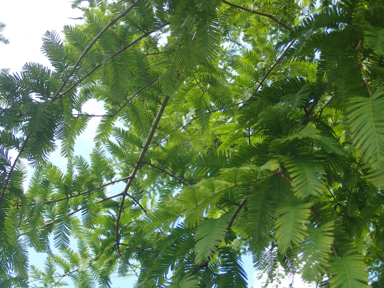 P7220765.JPG