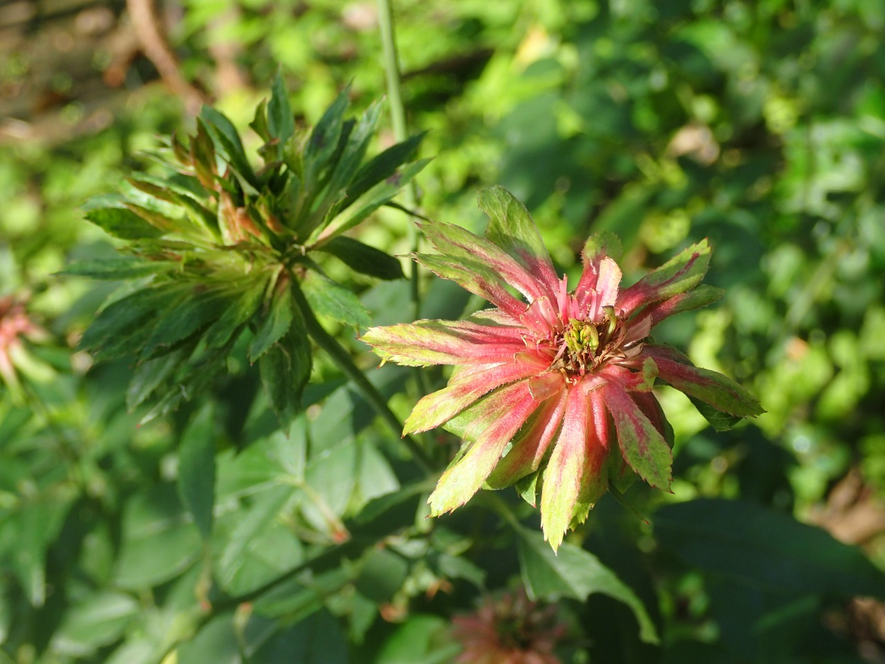 PB170244.JPG