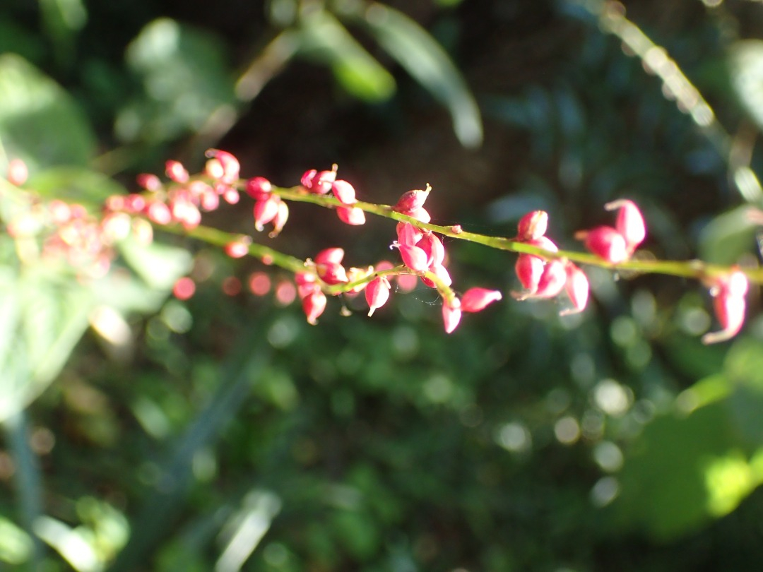 PA101035.JPG